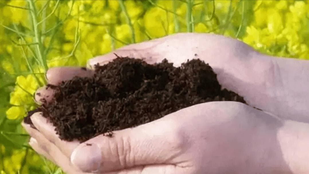 微生物肥料：绿色农业的新动力与未来趋势