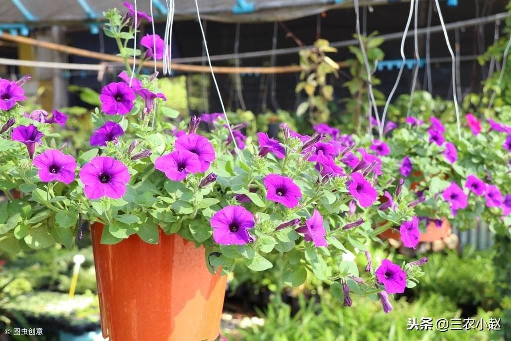 牵牛花的资料简介（有关牵牛花的特点）