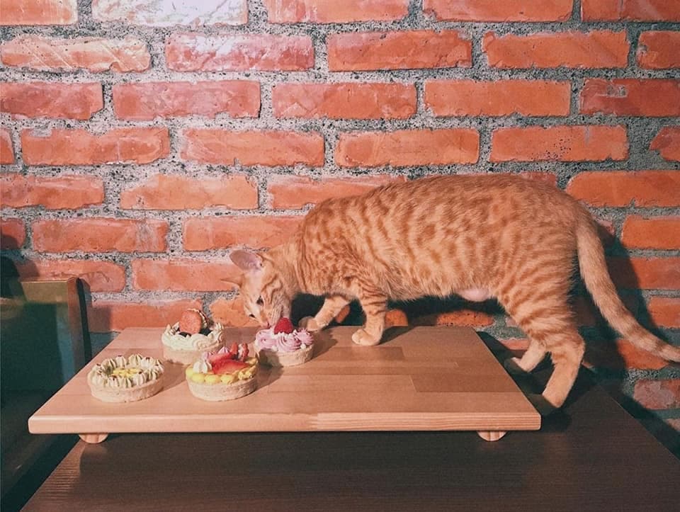 猫咪不能吃的禁忌食物-猫咪不能吃的蔬菜水果篇