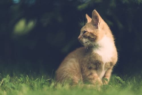 宠物离世，妥善安葬，缅怀挚爱。