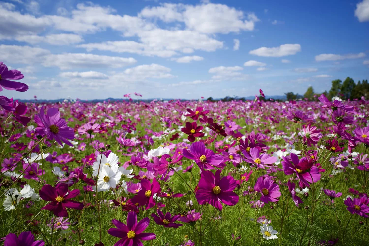 高原之花，幸福之源：格桑花种植全攻略