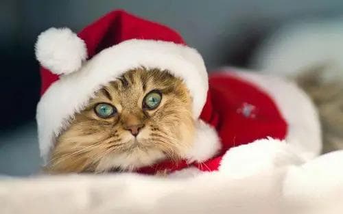 养猫必看！猫咪为什么会软便？四款优质主食罐头大推荐