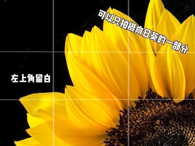 9个向日葵拍照技巧，简约不乱，还很高级