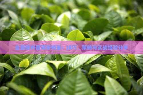 全面提升普洱茶销量：技巧、策略与实战经验分享