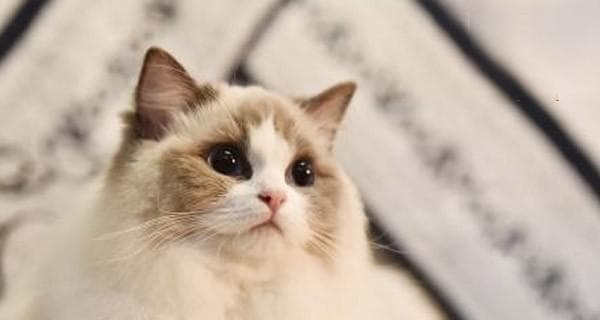 猫贫血指标详解（掌握猫咪贫血的筛查指标）
