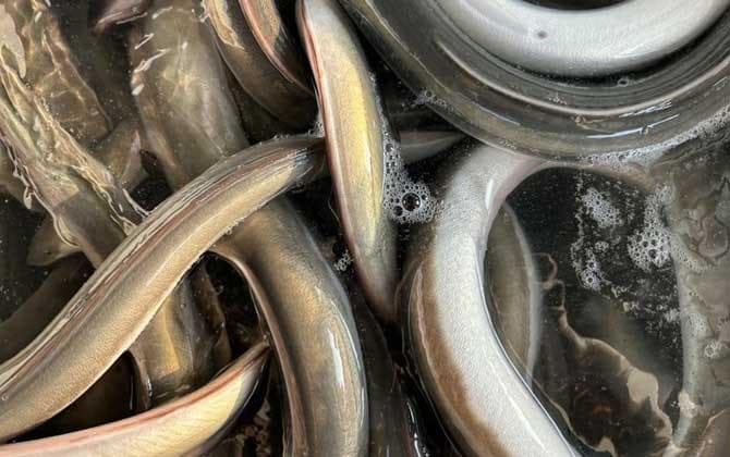 鳗鱼是海鱼还是淡水鱼？