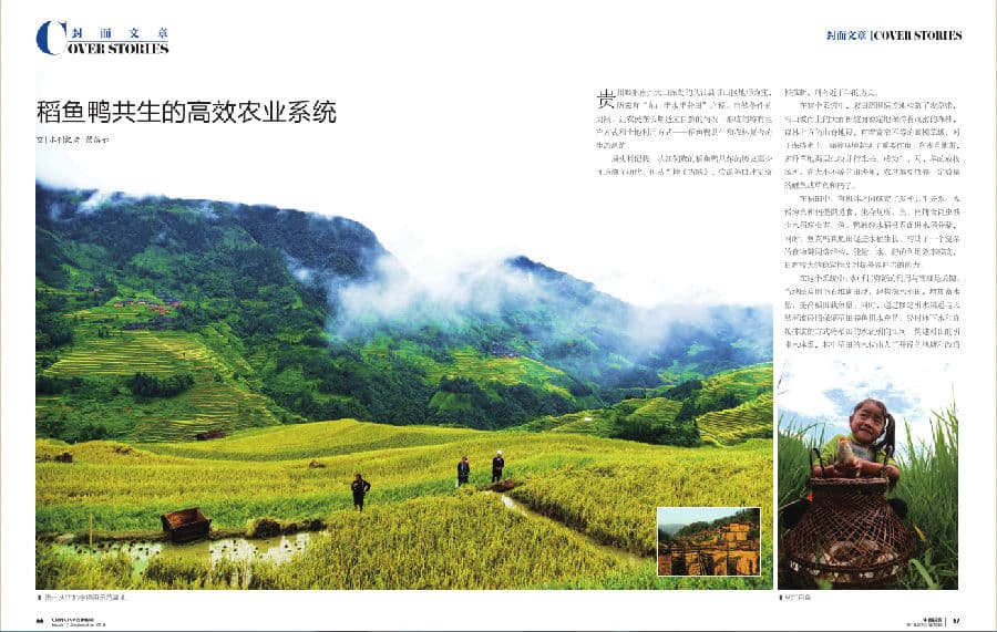 稻鱼鸭共生的高效农业系统
