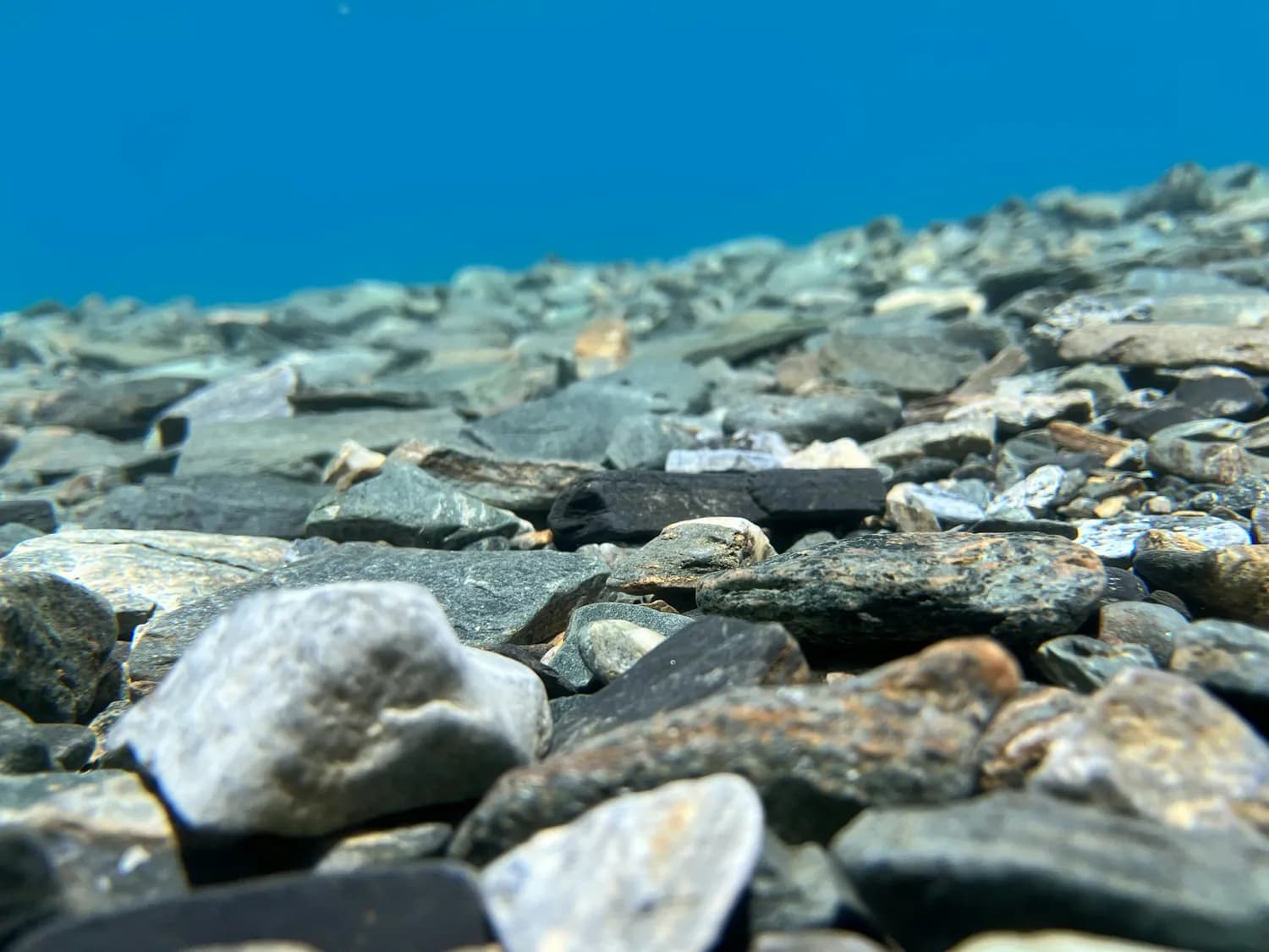 海洋生物见证：石灰石的奇幻旅程