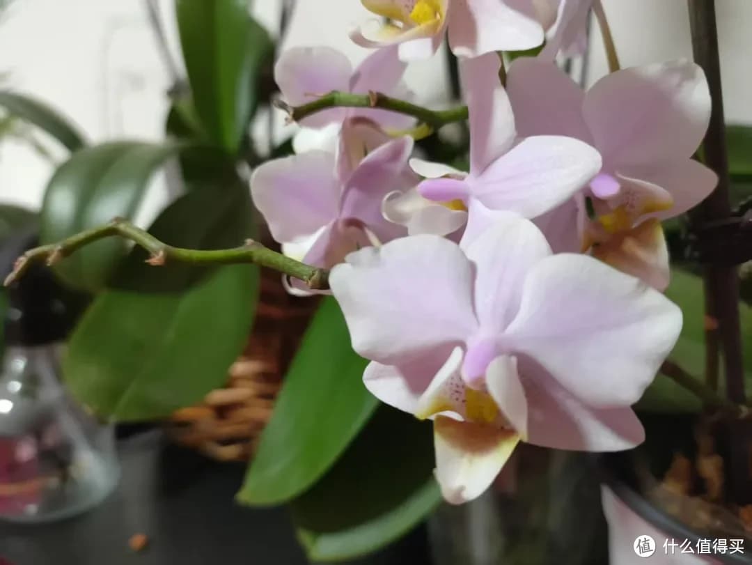 别再让蝴蝶兰消苞了！揪出 4 大因素，让花期延长，花量翻倍