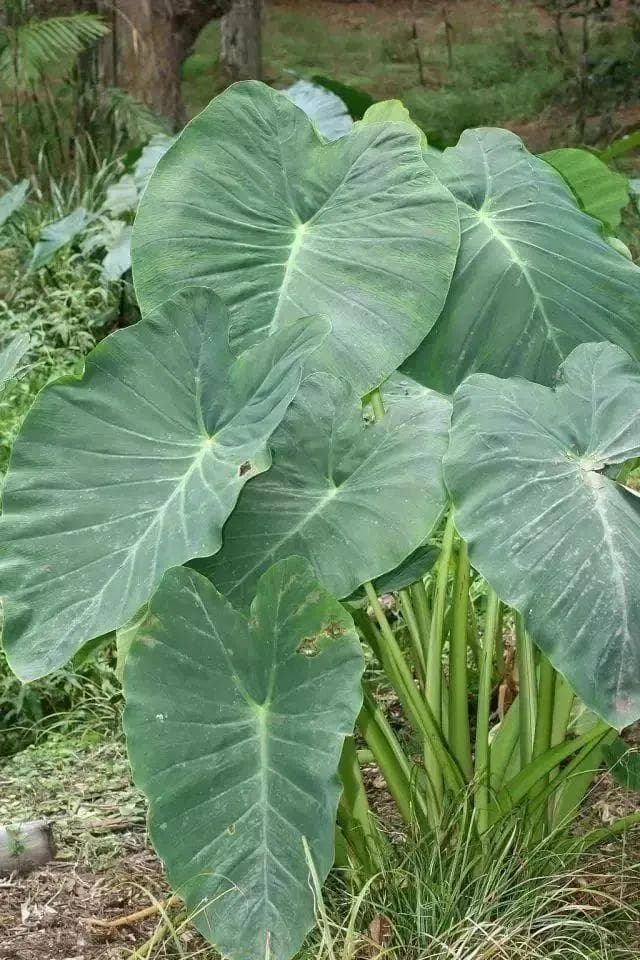 有些植物全身都是宝，而芋头，全身都是毒......