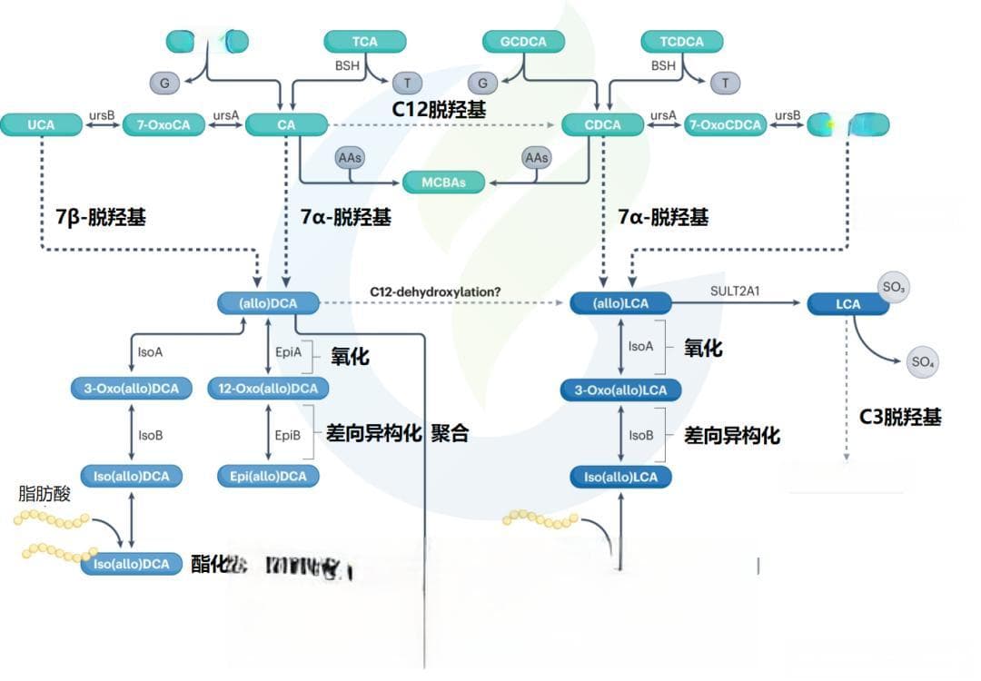 北大医学团队发现新型胆汁酸修饰，揭示脂肪肝治疗新机制