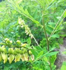 黄芪，这种神奇的中药植物（探究黄芪的起源）