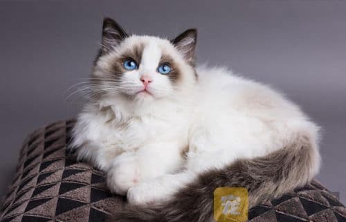 猫咪为何打呼噜？喵星人语言辨析
