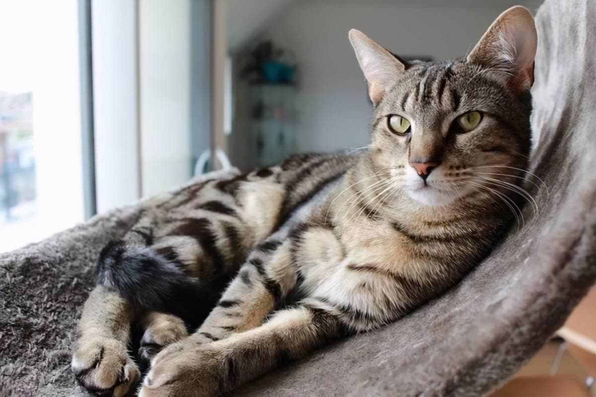 猫胃肠炎：症状、病因、诊断与治疗全解析