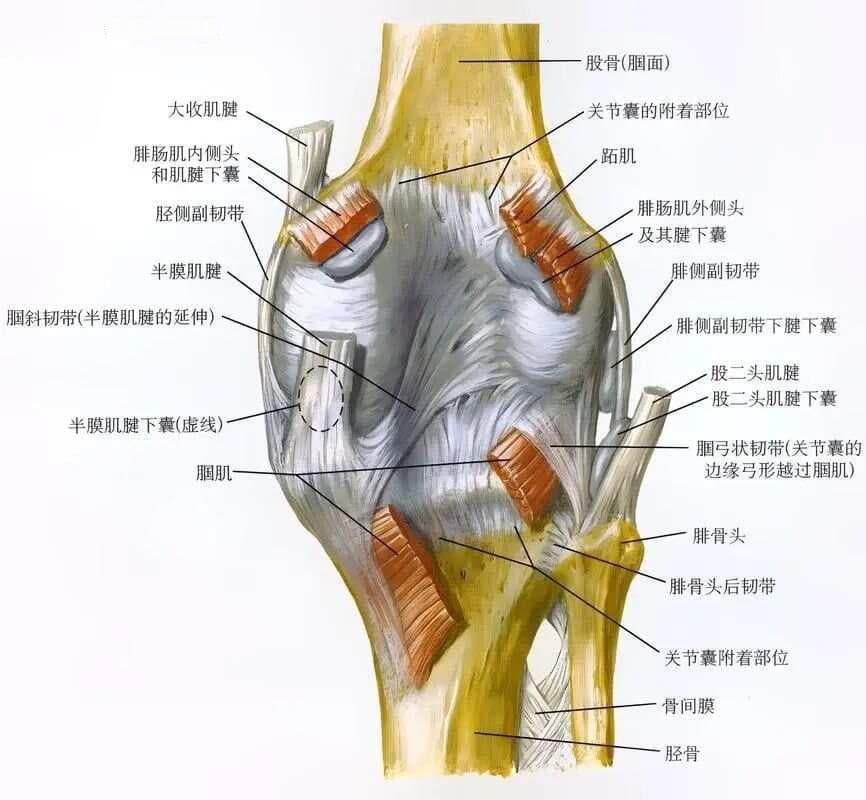 膝关节磁共振扫描技术指南