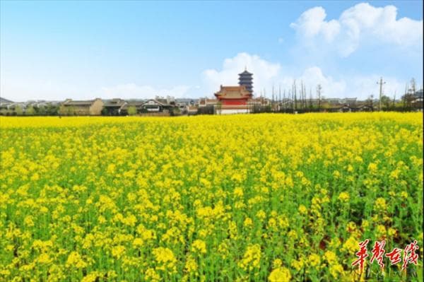 湖南春季赏花地图：油菜花、樱花、桃花、杜鹃花、郁金香等你来打卡