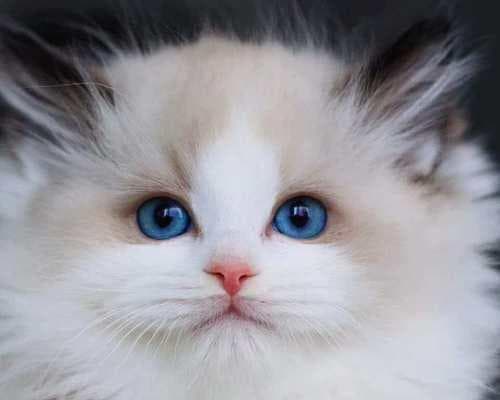 猫眼睛分泌物怎么去除？有效清洁方法有哪些？