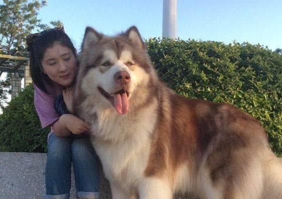 如何判断阿拉斯加犬是否纯种？（14种方法帮助您识别纯种阿拉斯加犬）