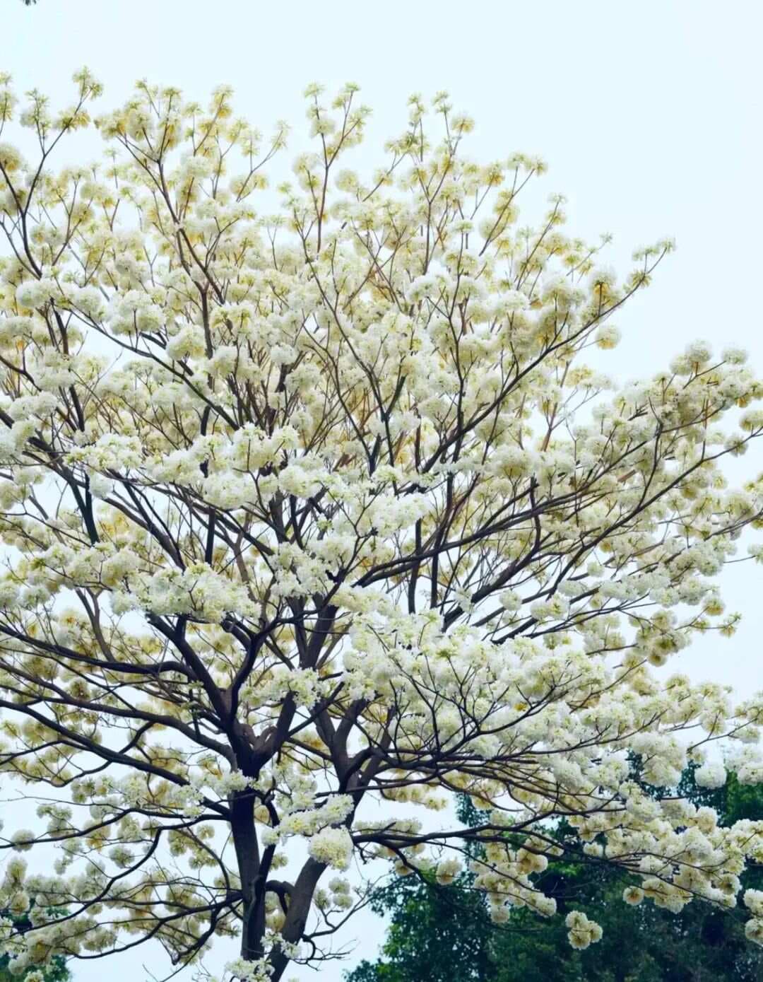 白花风铃木，恰似白色风铃在枝头摇晃