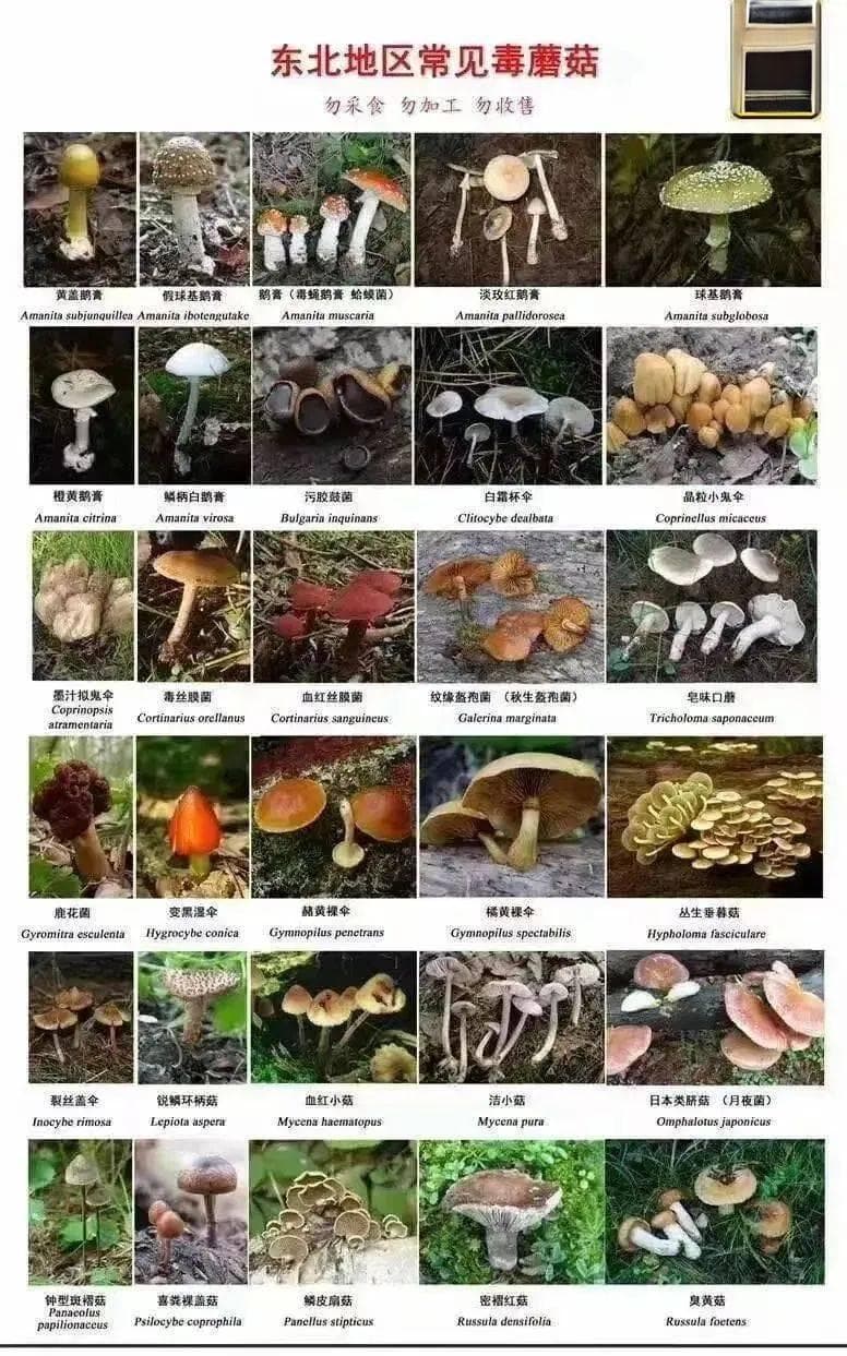 野生蘑菇毒难辨！东北地区常见毒蘑菇长这样
