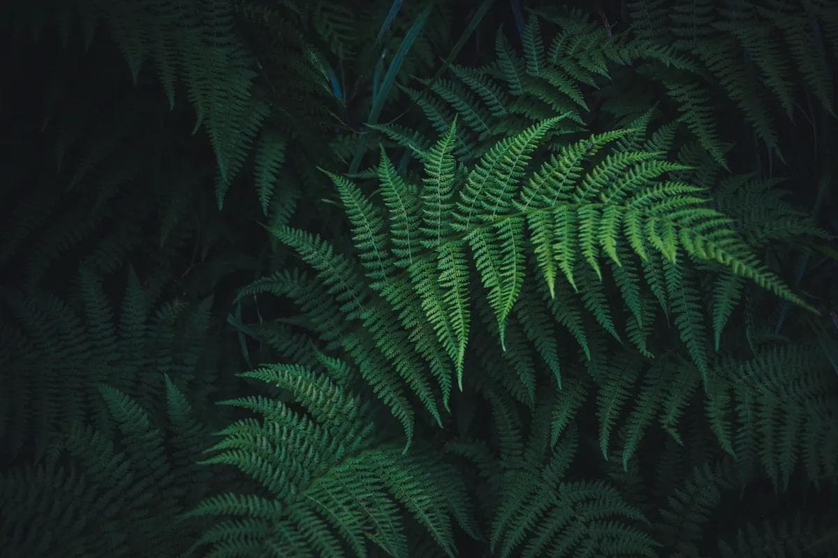 鹿角蕨的构造：探索这种魅力植物的奥秘
