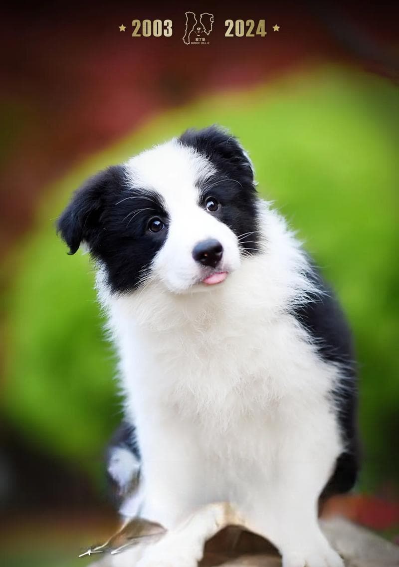 边境牧羊犬：犬中神童的智商与训练指南