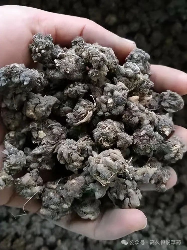 2025年，猫爪草种植风险大不大？
