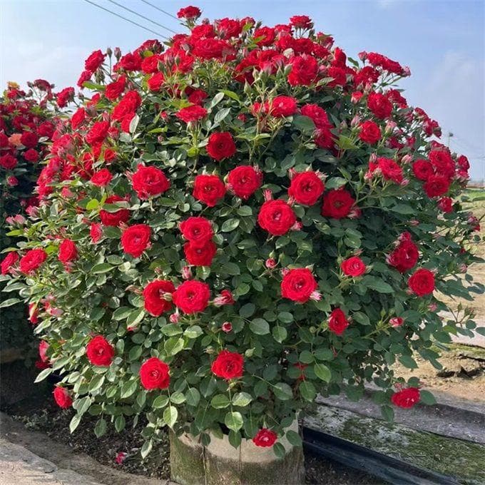 园林常见观花植物修剪技术