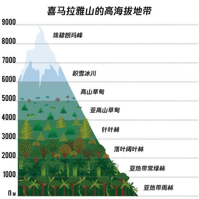 葡萄糖和红景天，防不住高原反应！真正有效的是这6种药