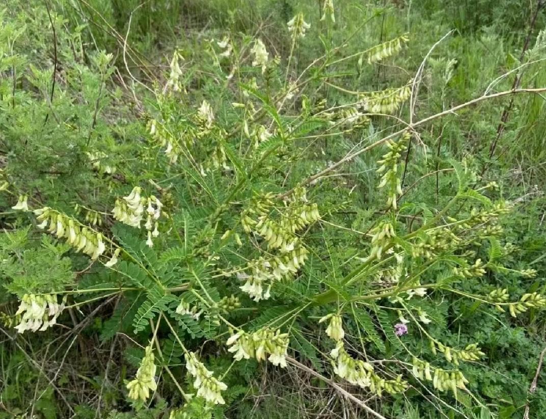 黄芪的多重价值：食用、药用、茶用全指南