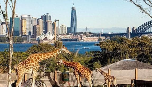 悉尼旅游特种兵，盘点必打卡的12个景点！