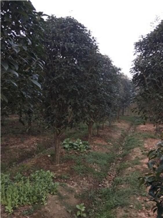 桂花竹子的生长速度和城市公园的种植建议