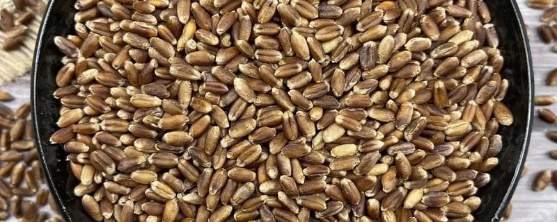优良的蔬菜种子有何标准，应具备纯、壮、良的优点