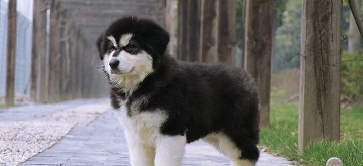 阿拉斯加雪橇犬：全面解析这个大型犬种的性格与养护要点