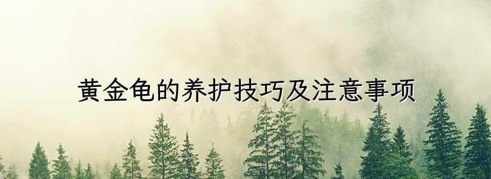 黄金龟的养护技巧及注意事项