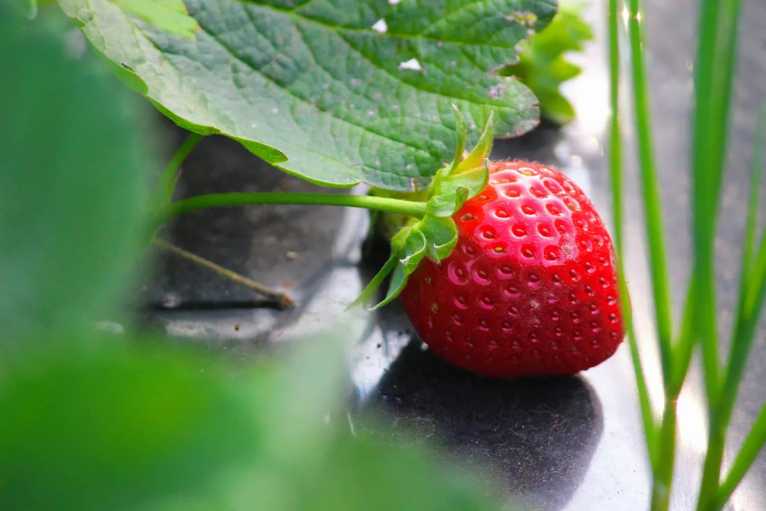 北京市农业技术推广站推荐：草莓生物防治提升食品安全