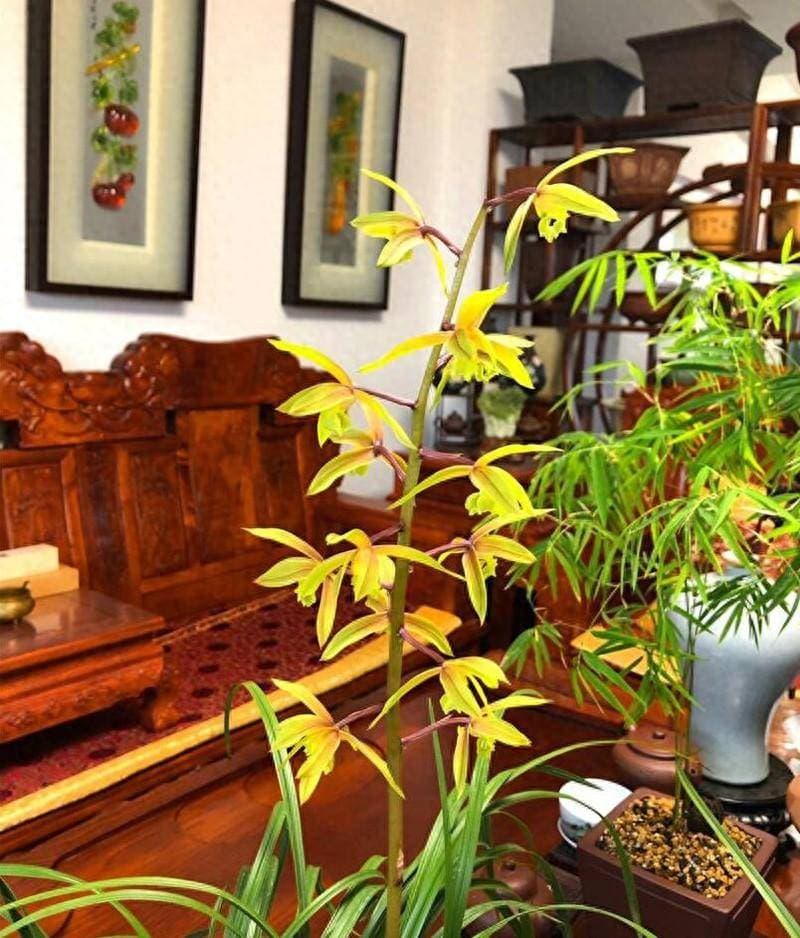 兰花管理养护中，施用磷酸二氢钾促花的时机，和具体使用方法