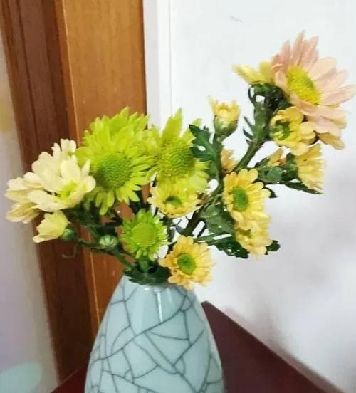 水养向日葵，也许更简单（用水养向日葵，让阳光洒满生命）