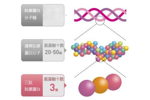 胶原蛋白分子结构