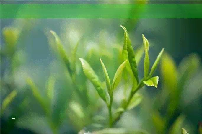 英国人喝红茶还是绿茶？探讨英式下午茶的茶叶选择与饮用惯