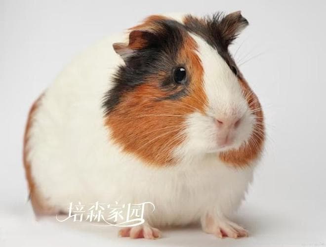 这些东西都不要给荷兰猪吃哦！