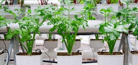 无土栽培花卉——创新的植物种植方式