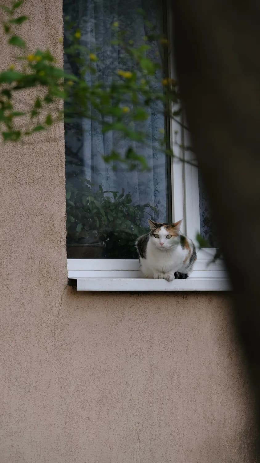 猫咪为什么这么可爱？揭秘各国萌宠称呼大比拼！