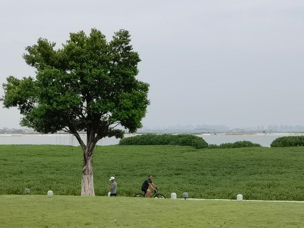 厦门同安湾：滩涂地“变身”滨海旅游浪漫线