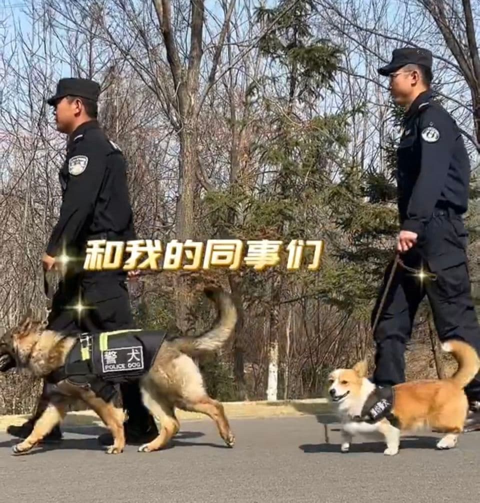 全国首只柯基警犬“入编”前是宠物狗，训导员：腿短不是缺点是优势