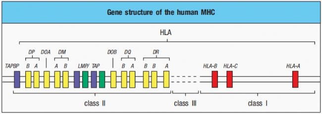 免疫系统的桥梁之MHC分子的介绍及其在抗原呈递过程中的作用