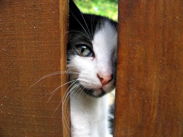 猫行为解码：探索猫咪日常活动背后的秘密语言与心理世界
