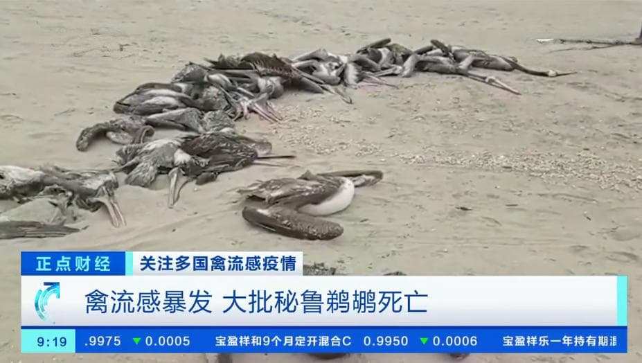世卫组织警告：禽流感疫情席卷108国，跨越物种界限