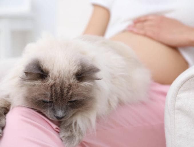 猫能感觉到人类的疾病吗？