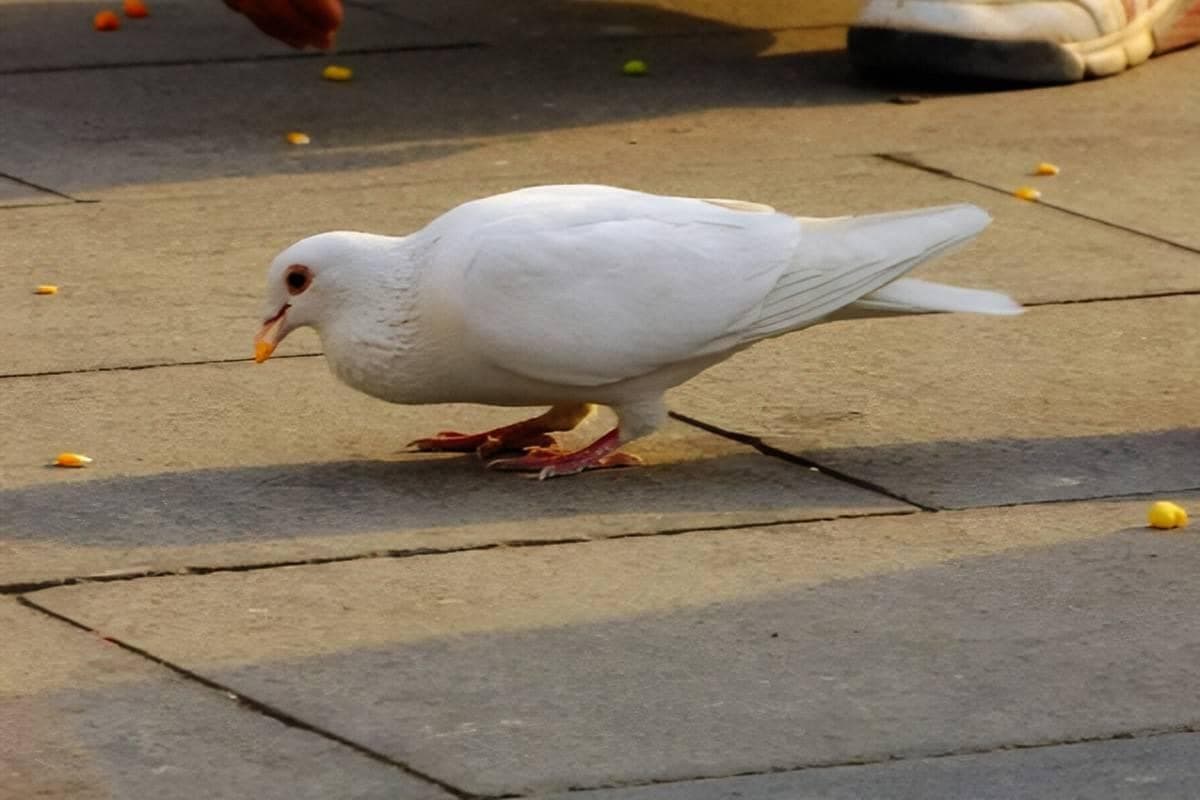 青年鸽饲养技术和管理